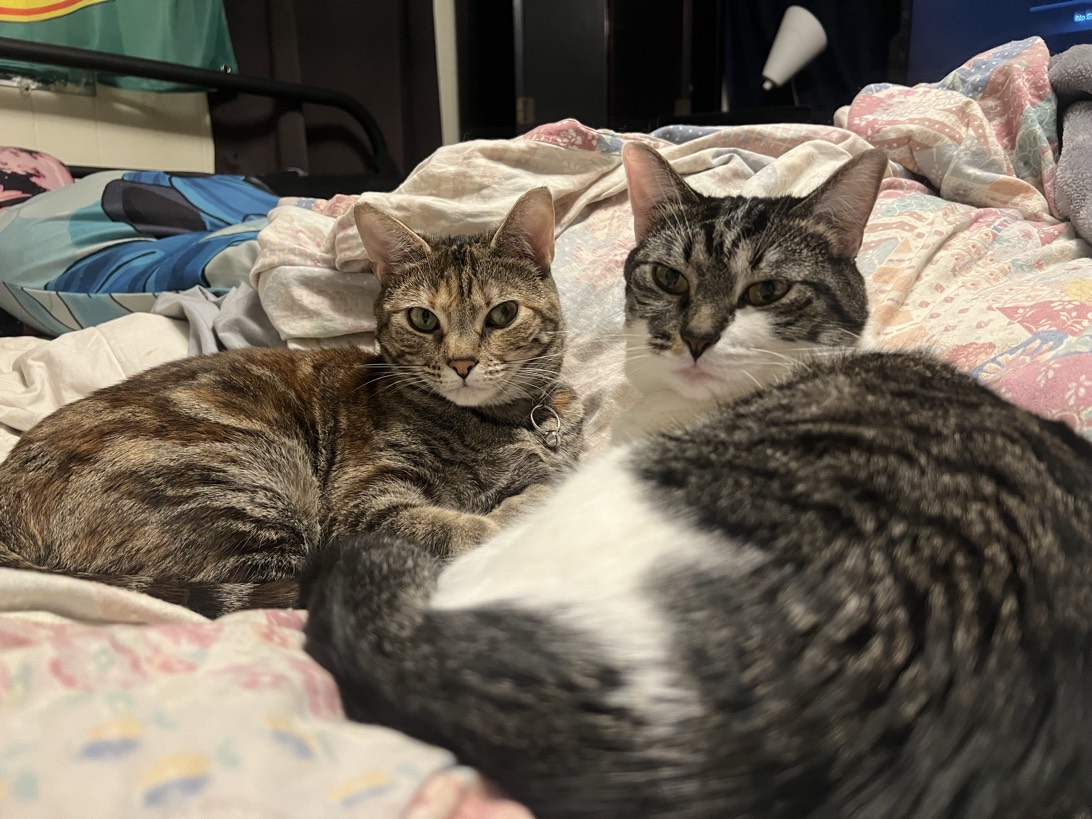 Trouble and Coco, a cat found on Chonk Finder