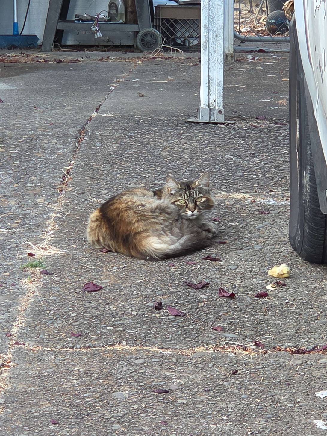 Gravel, a cat found on Chonk Finder
