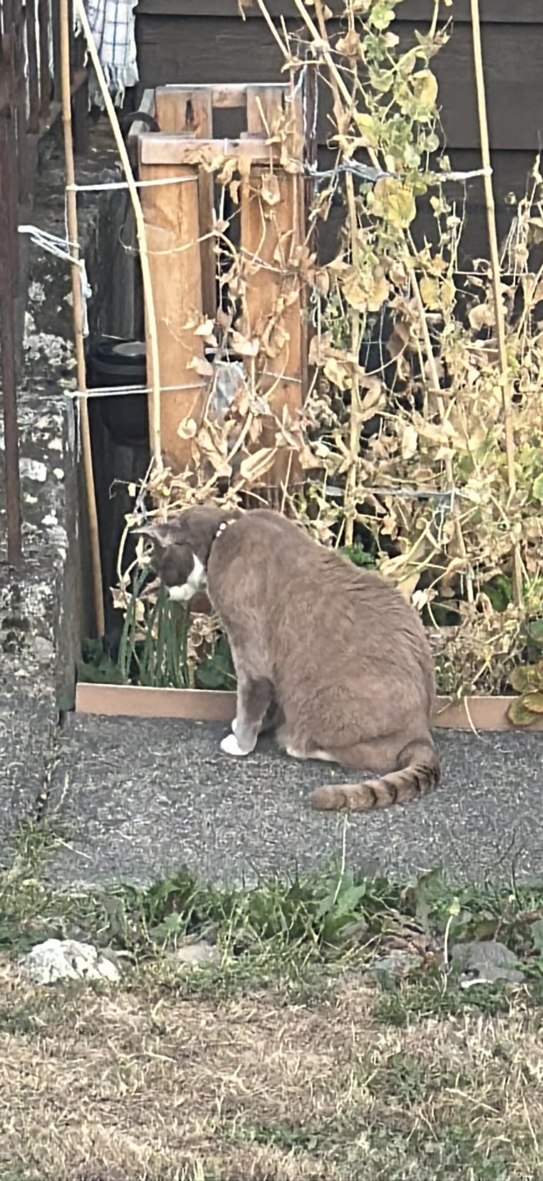 Barnaby, a cat found on Chonk Finder