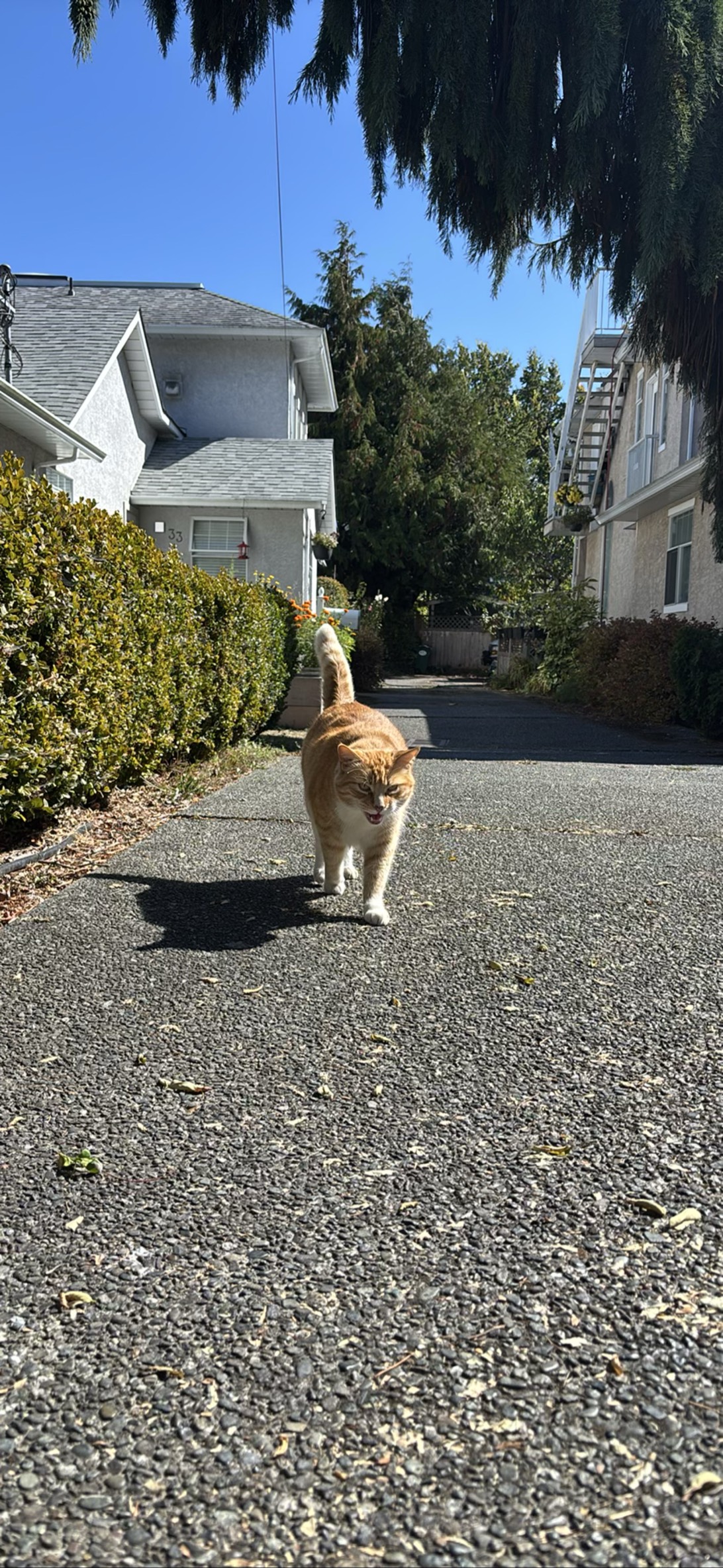 Slow Chunk, a cat found on Chonk Finder