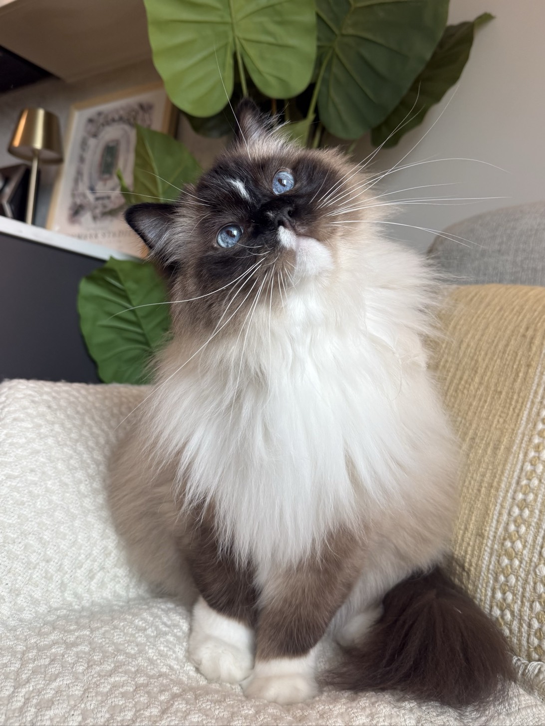 Harrison, a cat found on Chonk Finder