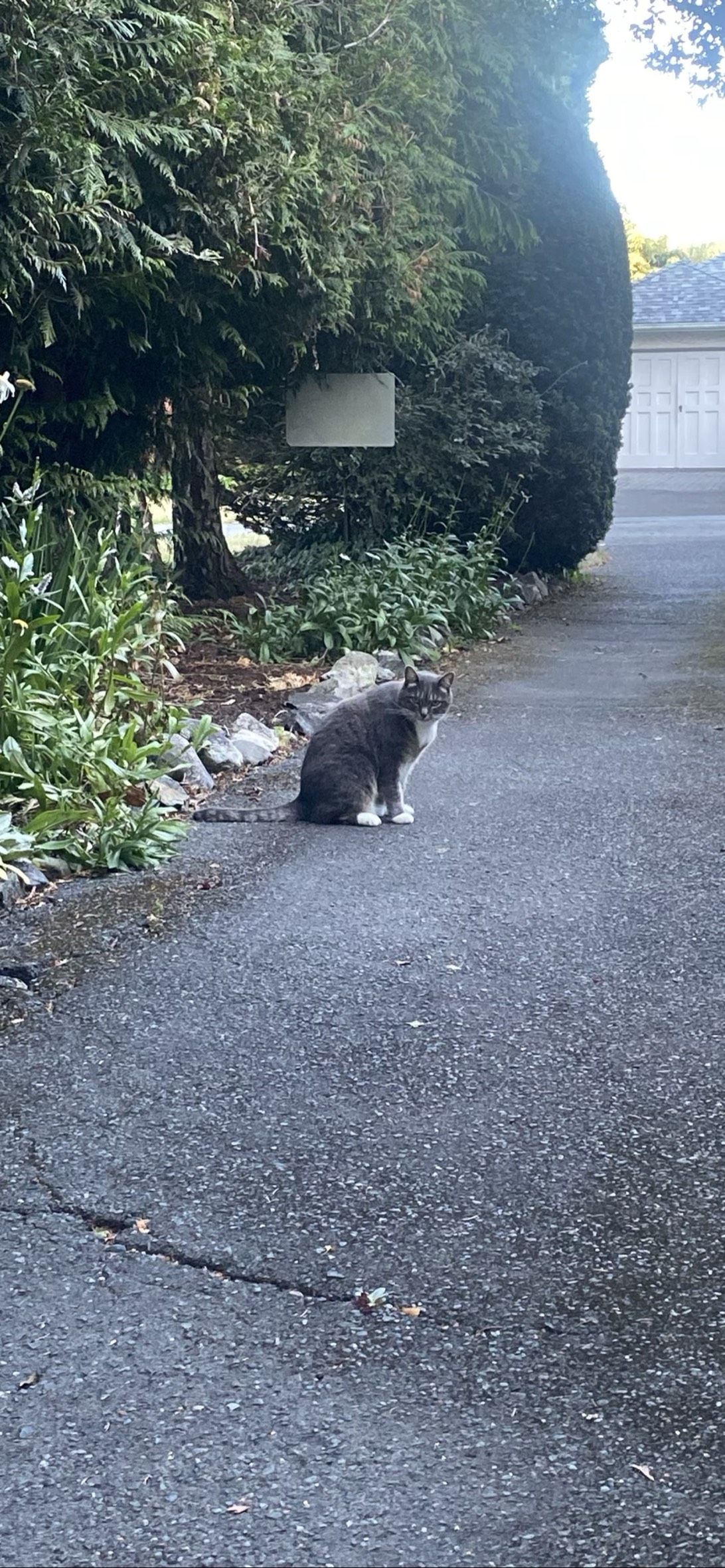 Foot, a cat found on Chonk Finder