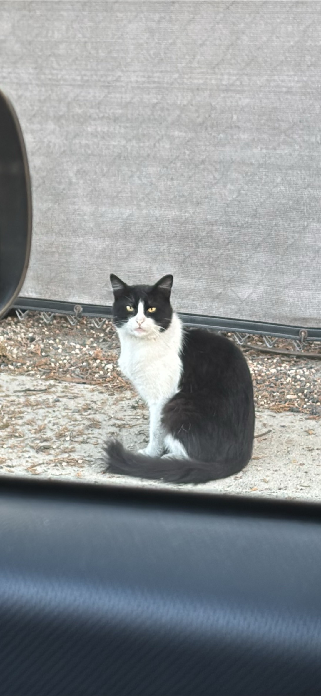 Dimitri, a cat found on Chonk Finder