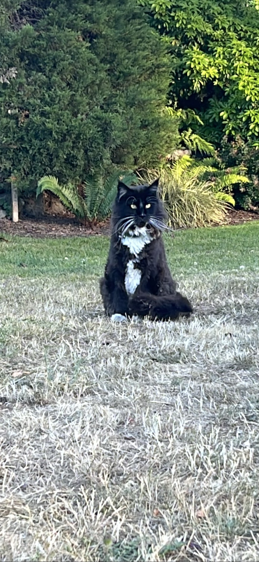 Big Boy, a cat found on Chonk Finder