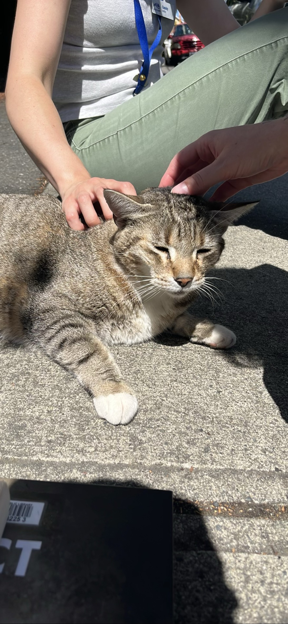 Clementine, a cat found on Chonk Finder