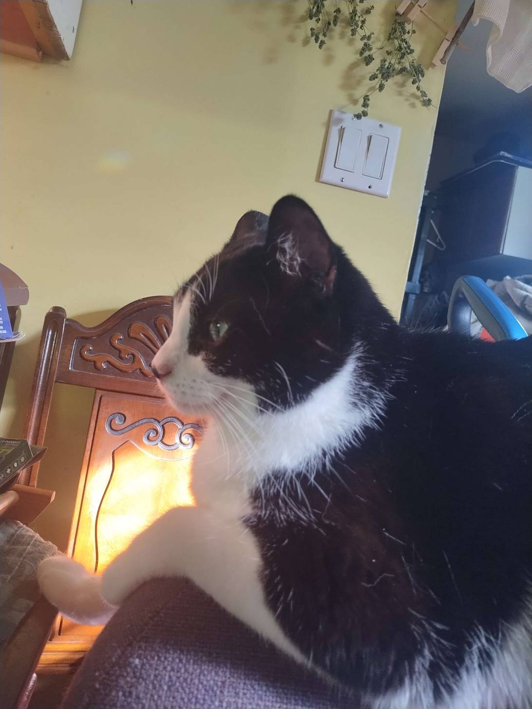 Momo, a cat found on Chonk Finder
