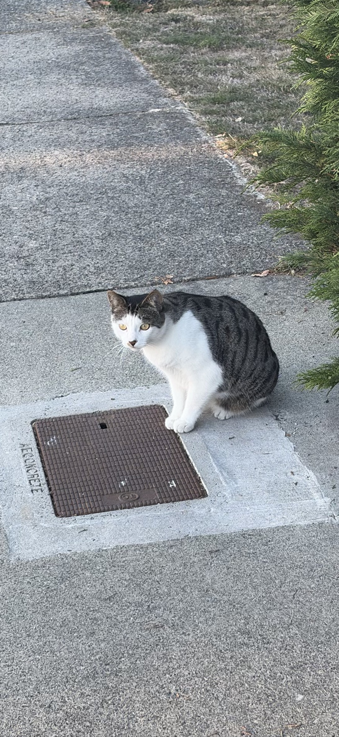 Archie, a cat found on Chonk Finder