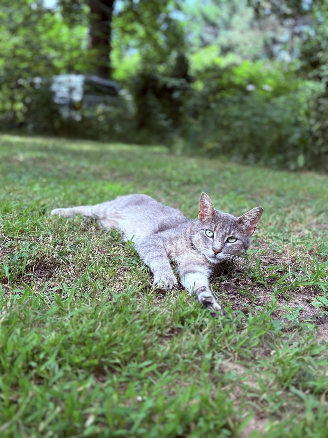 Sir Ferdinand Gray Kitty, a cat found on Chonk Finder