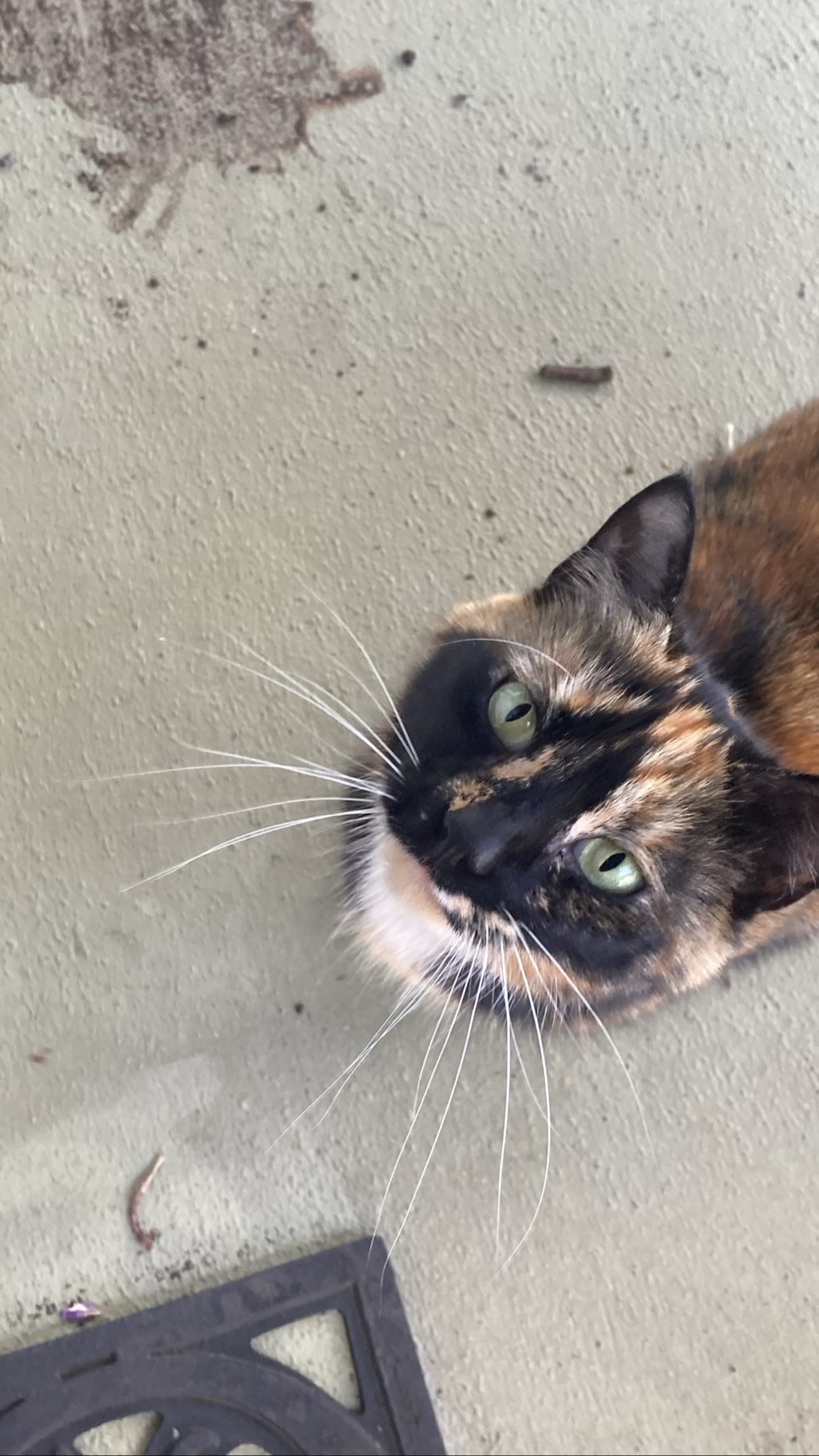 Rue, a cat found on Chonk Finder
