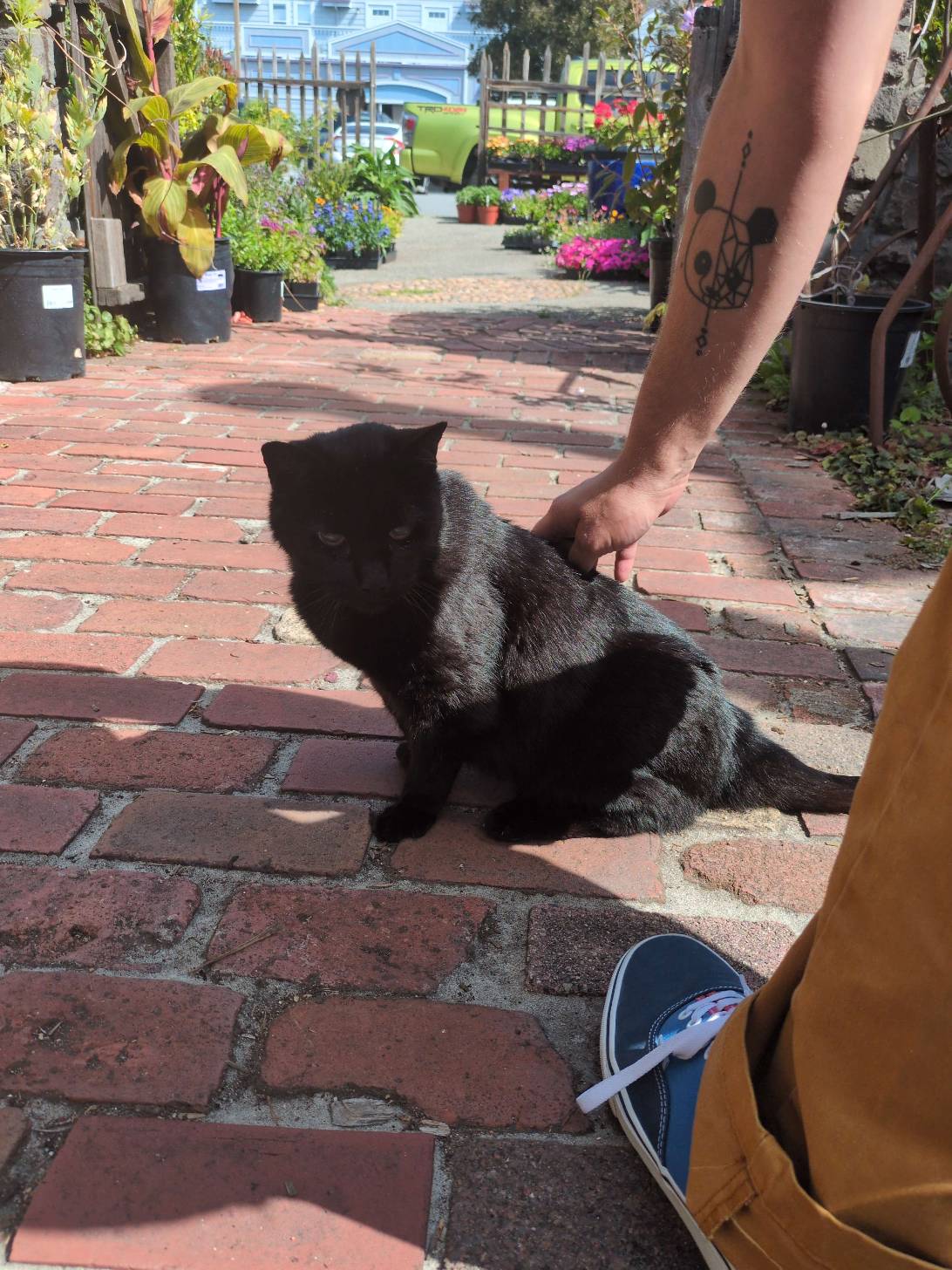 Basil, a cat found on Chonk Finder