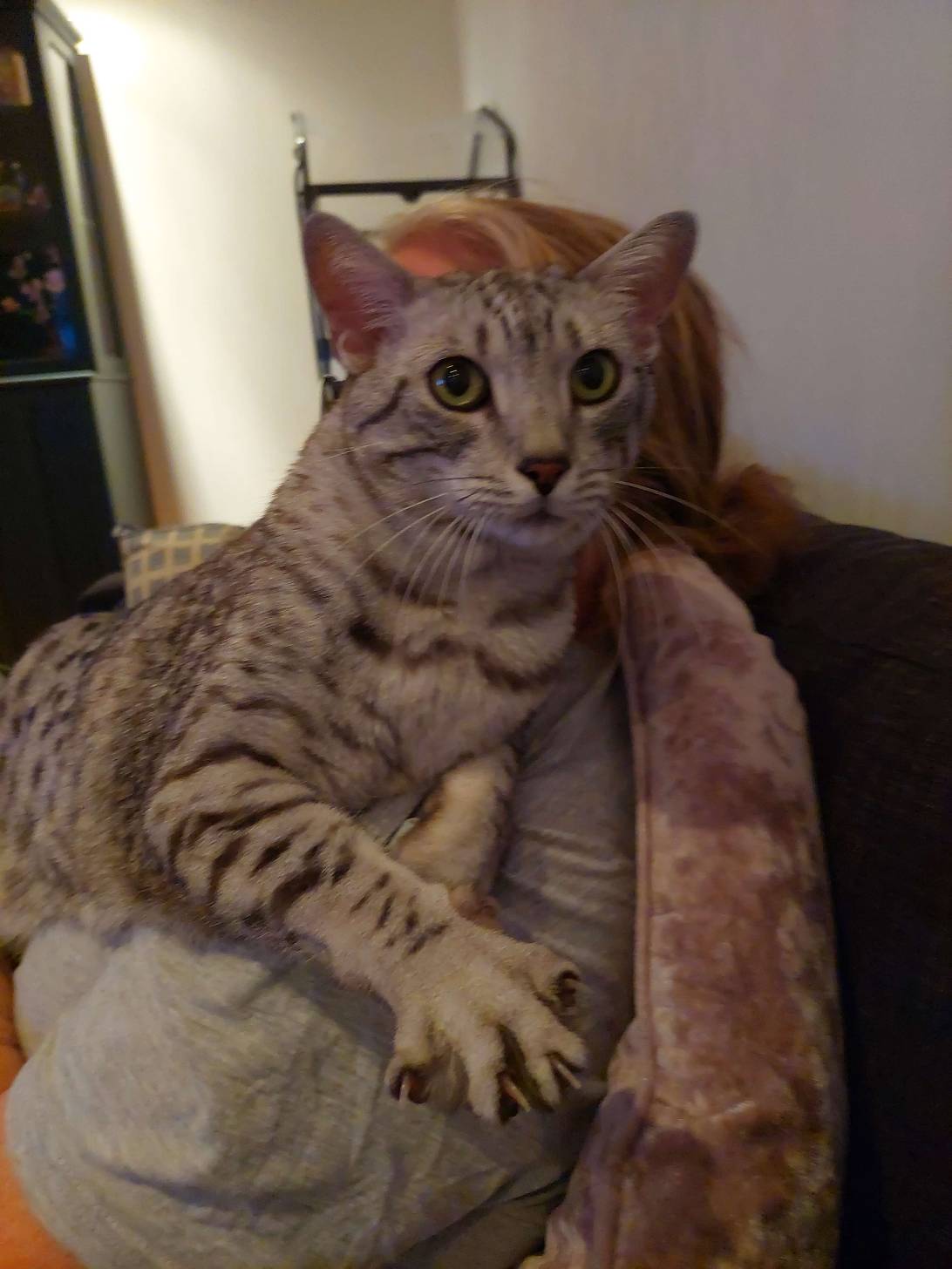 Zombie, a cat found on Chonk Finder