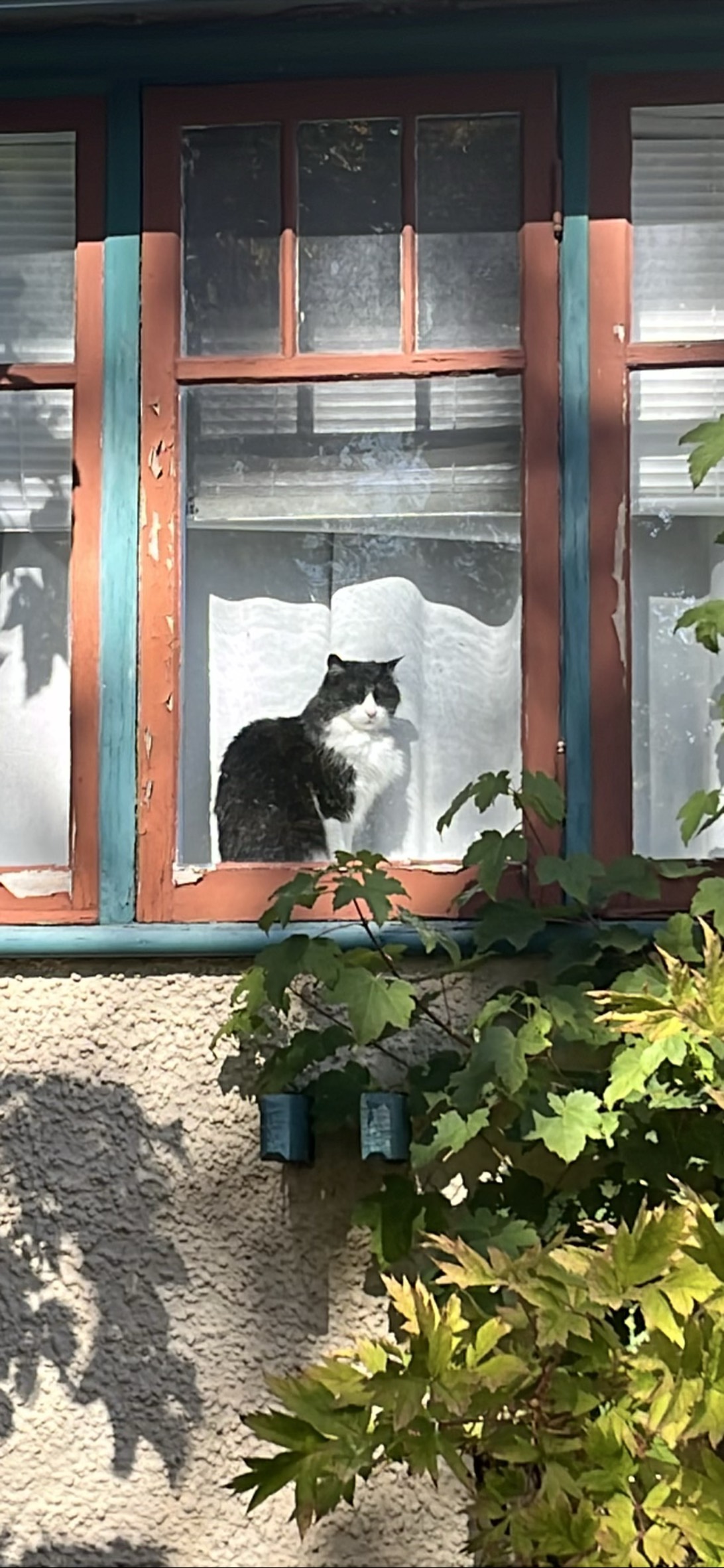 Oreo, a cat found on Chonk Finder