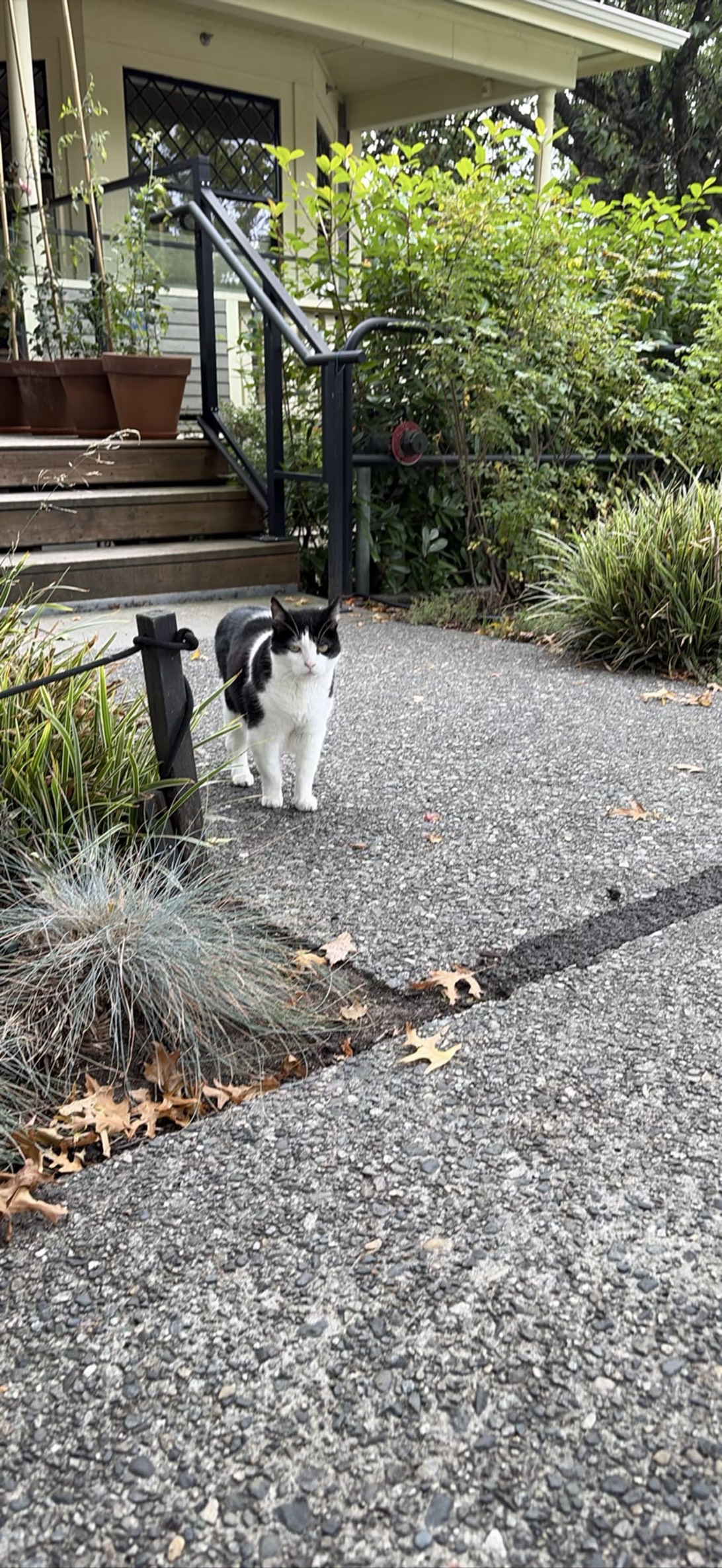Reginald, a cat found on Chonk Finder