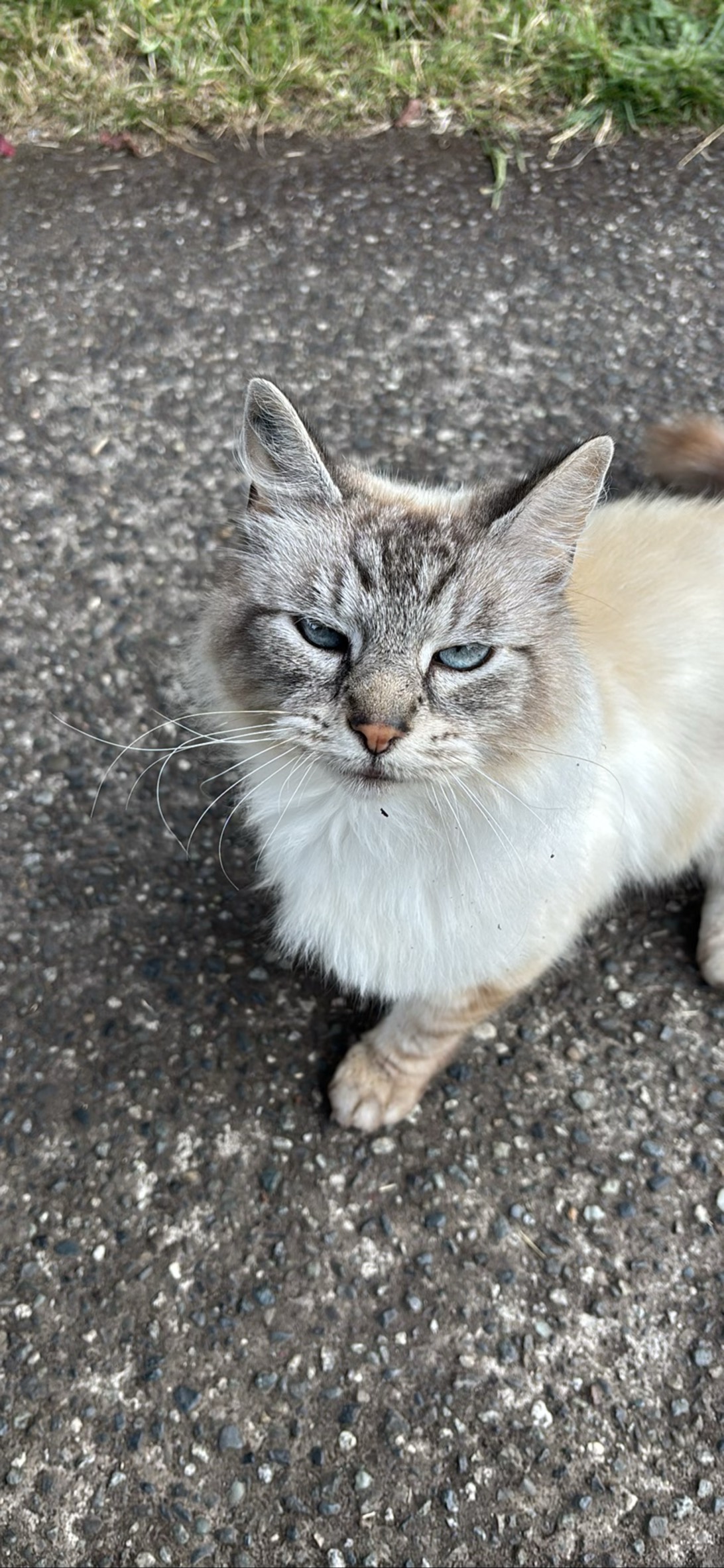 Tripod, a cat found on Chonk Finder