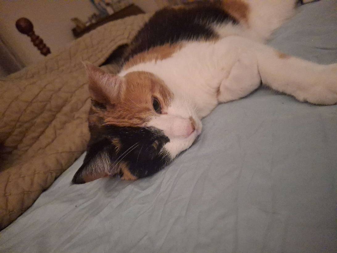 Norris, a cat found on Chonk Finder