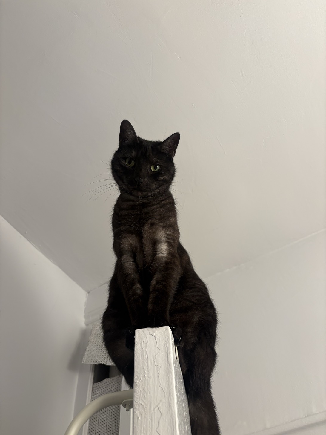 Beans, a cat found on Chonk Finder