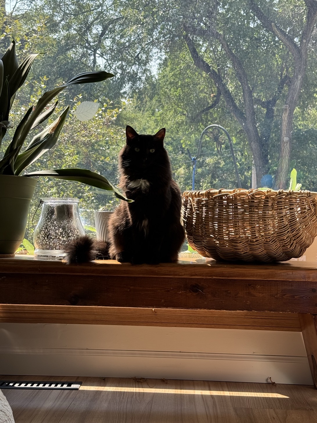 Minnie, a cat found on Chonk Finder