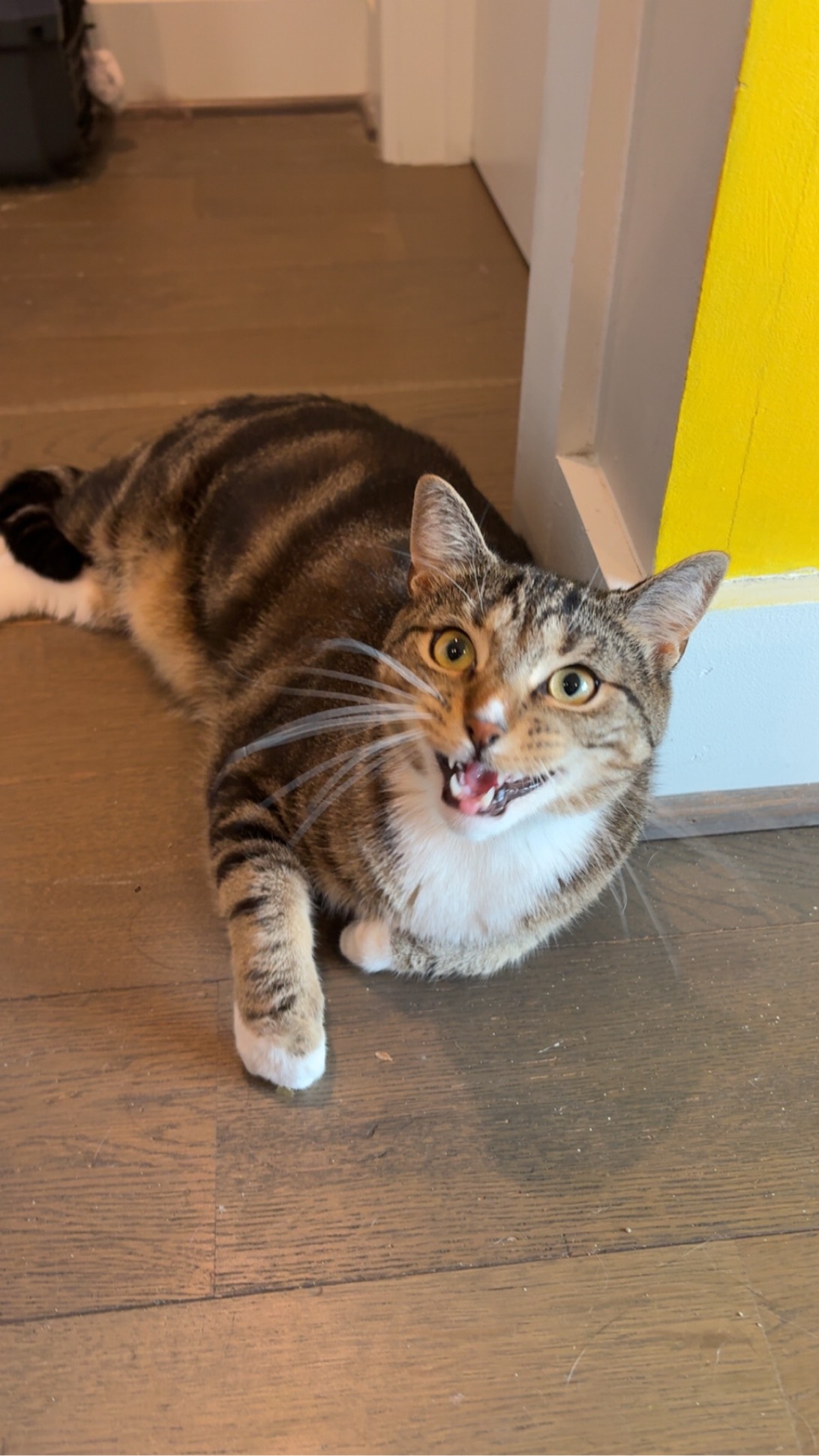Ripley, a cat found on Chonk Finder