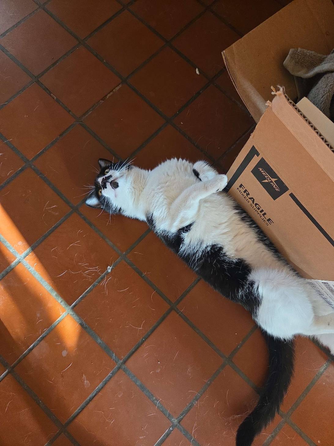 Mumu, a cat found on Chonk Finder