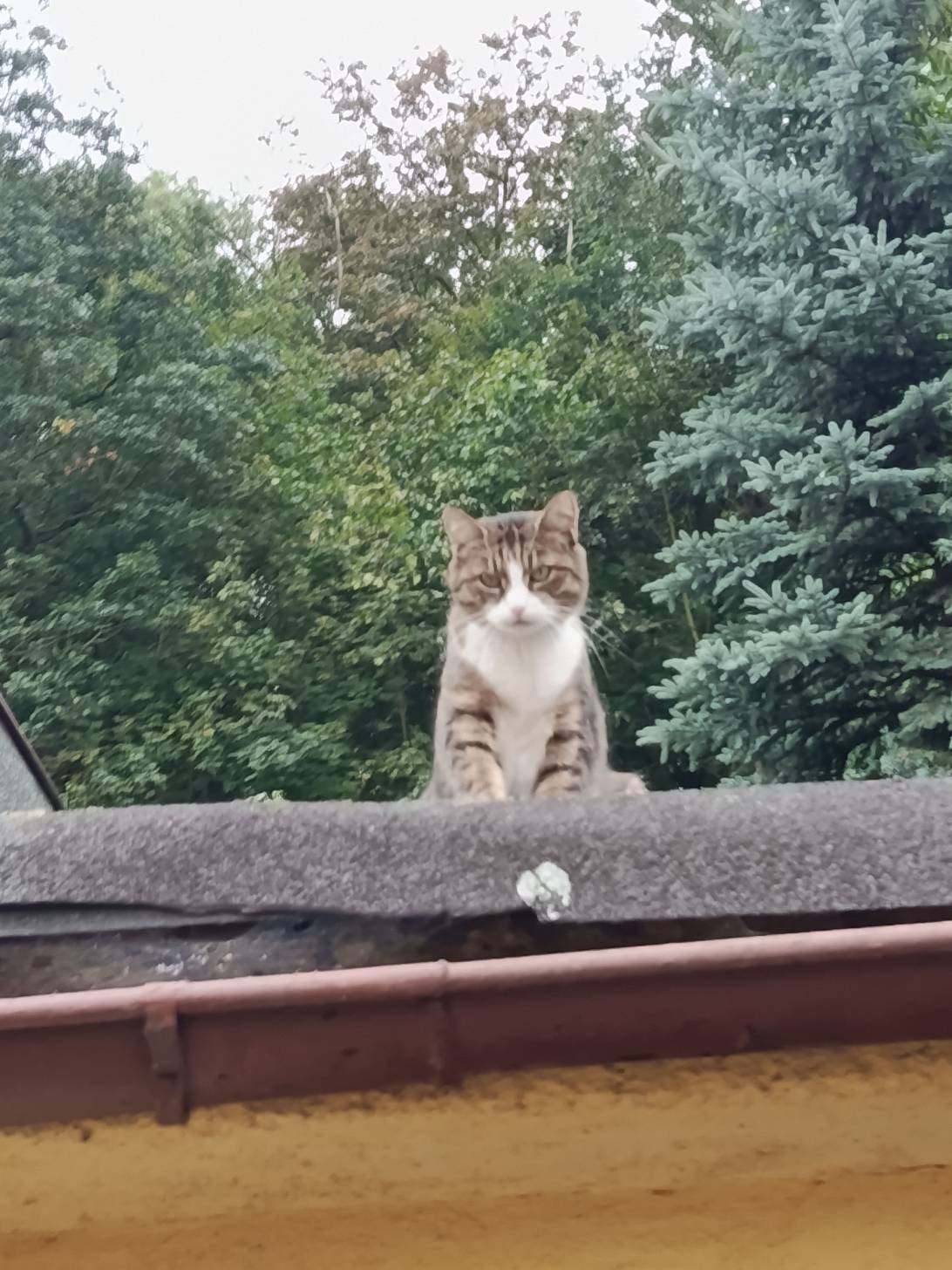 Lea, a cat found on Chonk Finder