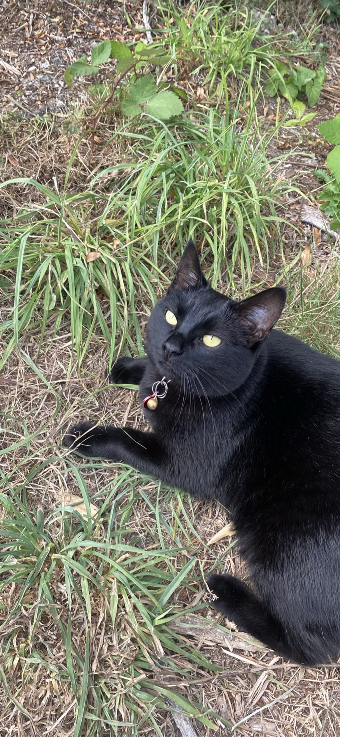 Kalu, a cat found on Chonk Finder