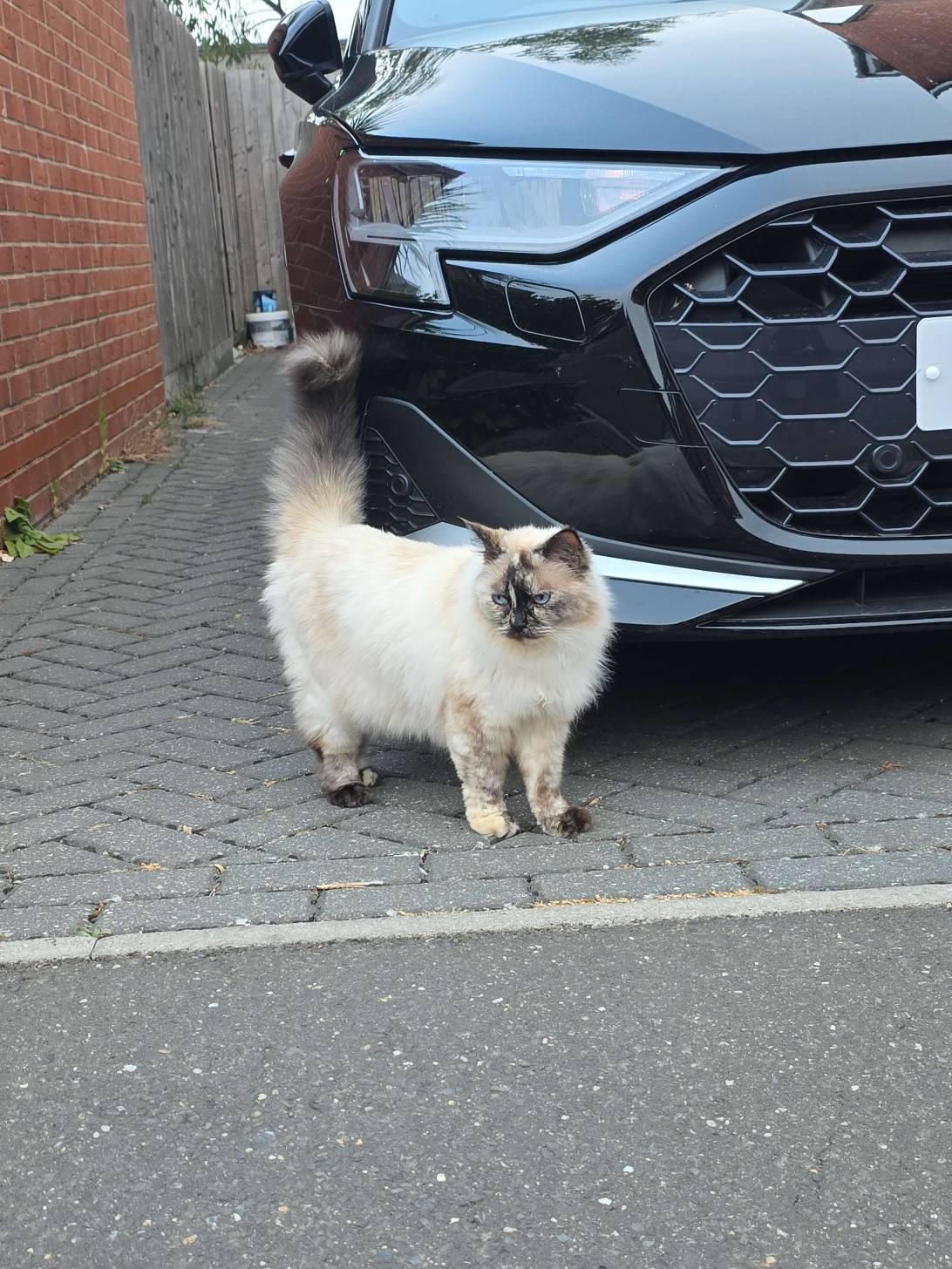 Wonky, a cat found on Chonk Finder
