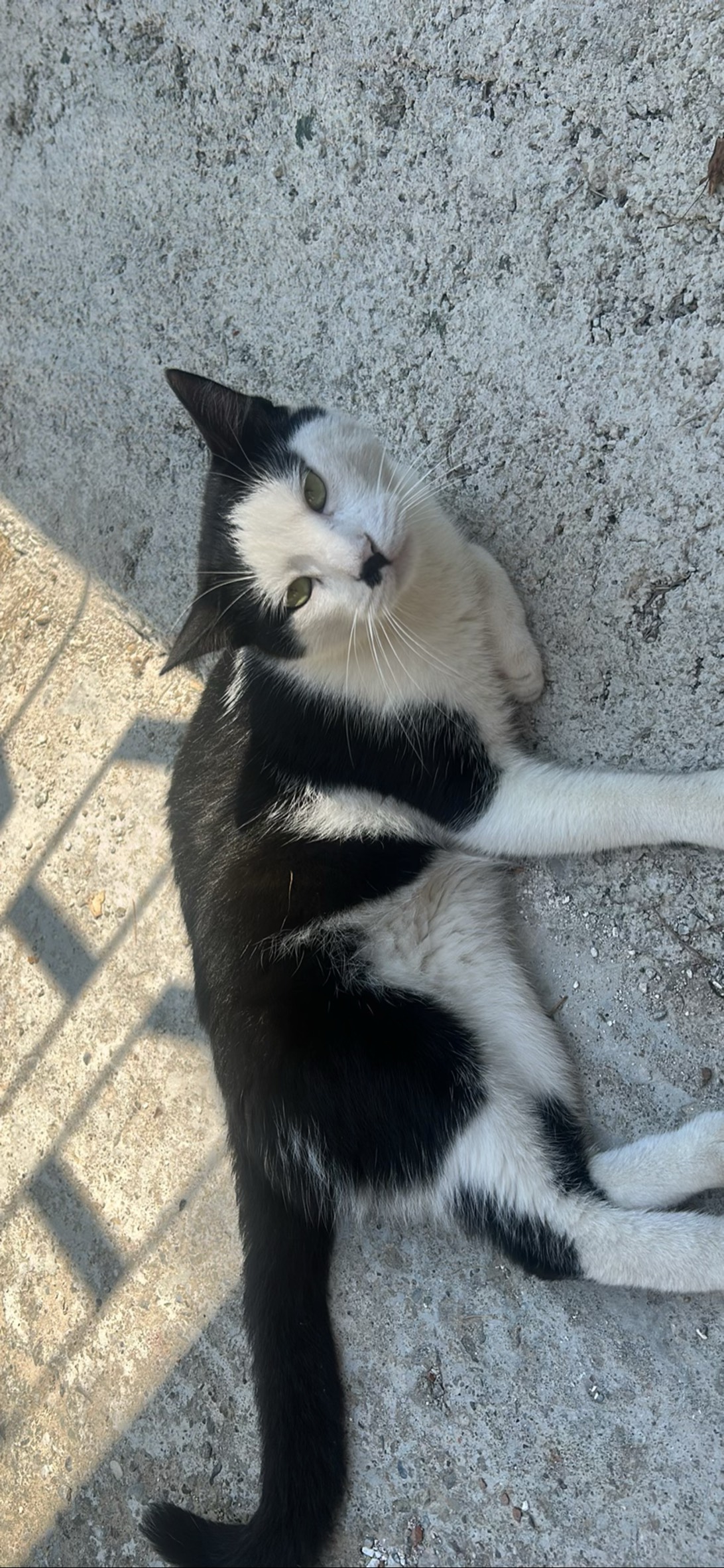 Sam, a cat found on Chonk Finder