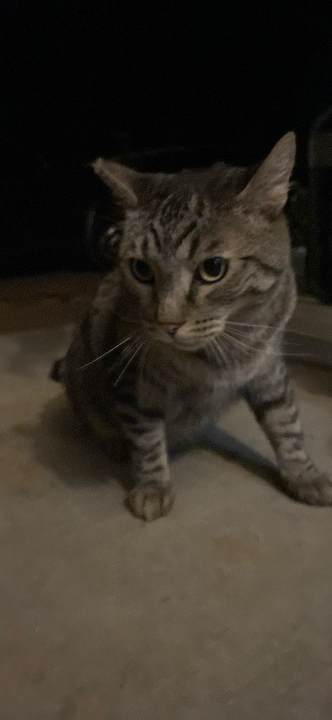 Beatrice, a cat found on Chonk Finder