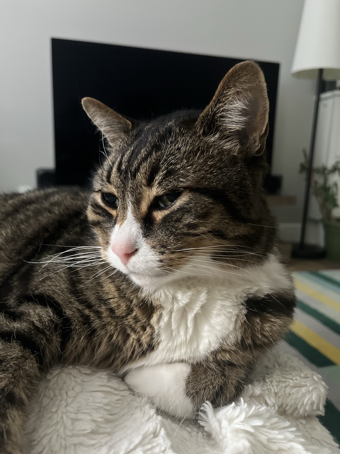Diego, a cat found on Chonk Finder