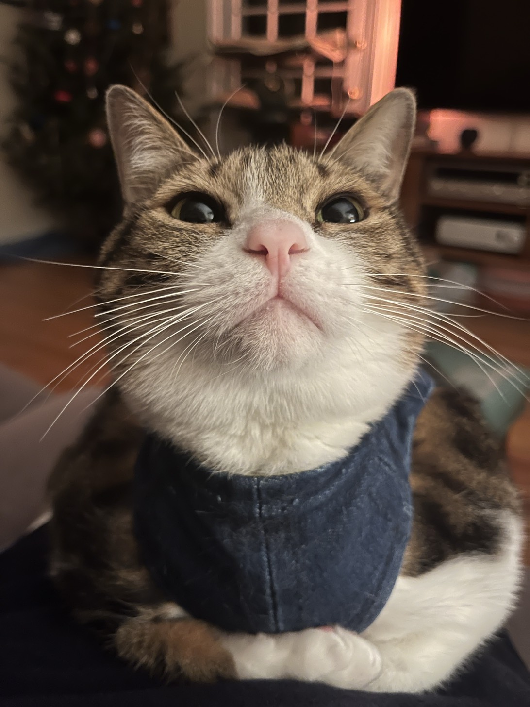 Baby Billie, a cat found on Chonk Finder