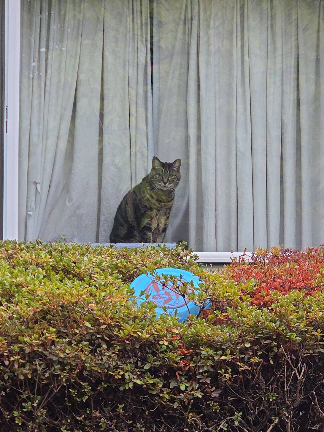 Pretzel, a cat found on Chonk Finder