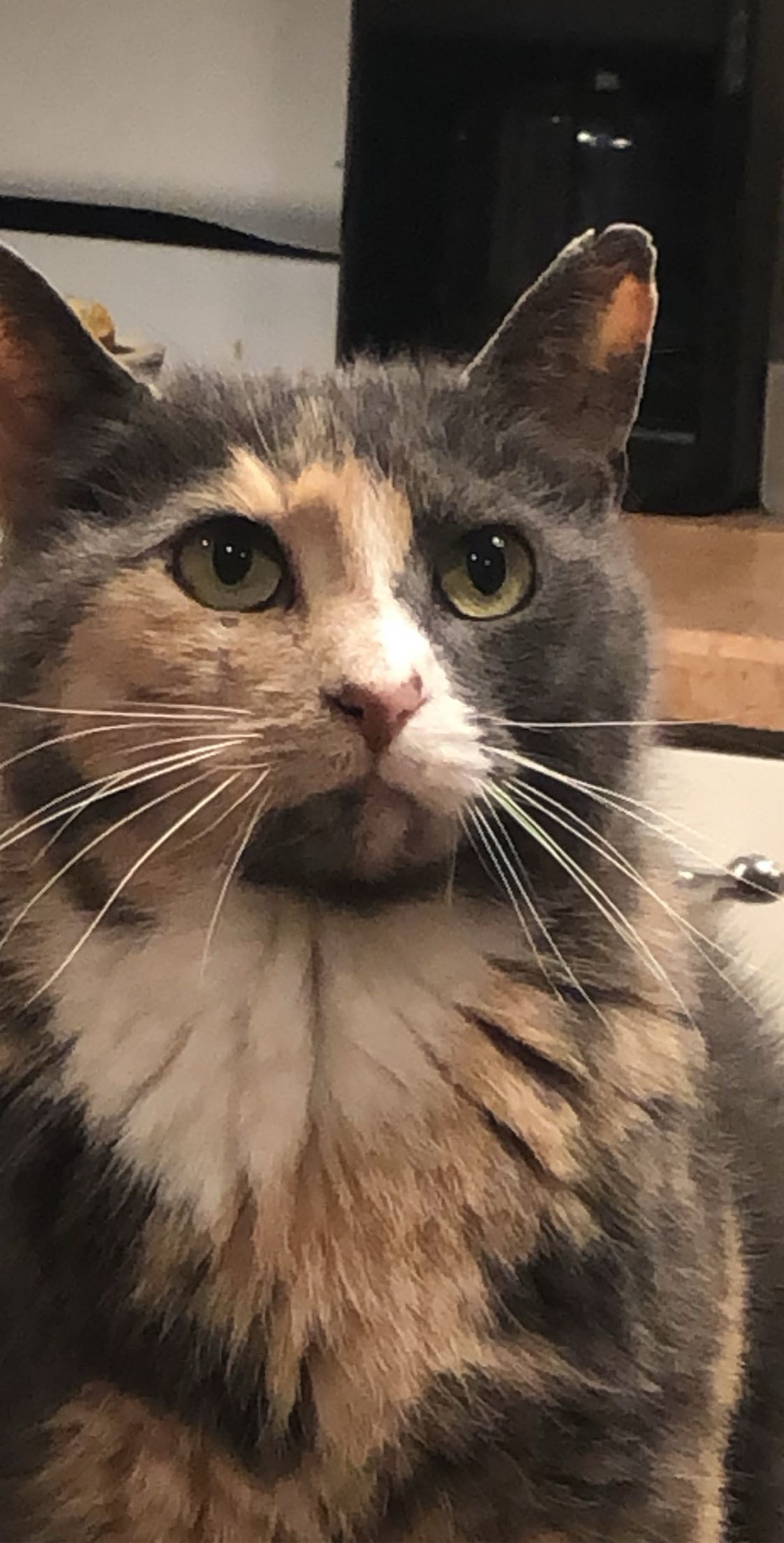 harambe, a cat found on Chonk Finder