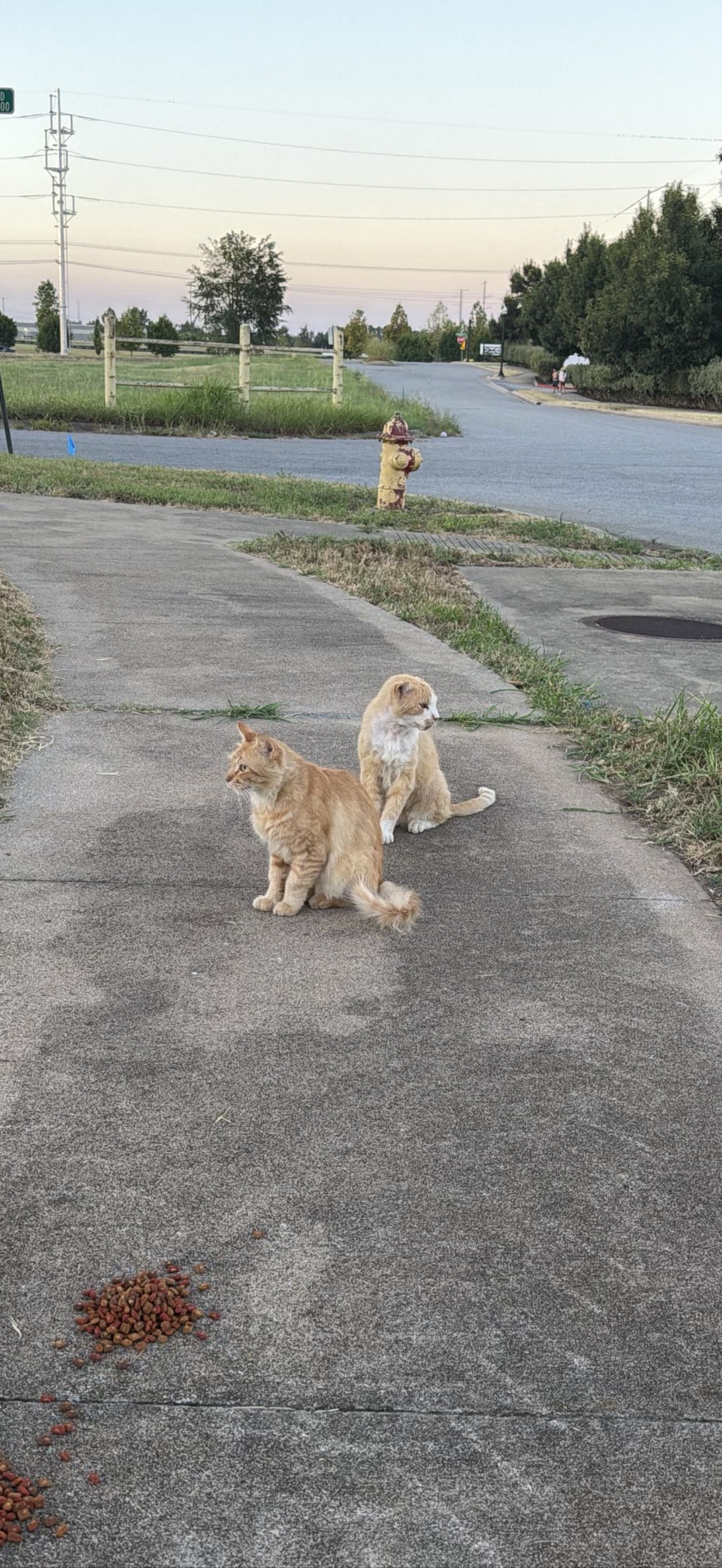 Clemencrime, a cat found on Chonk Finder