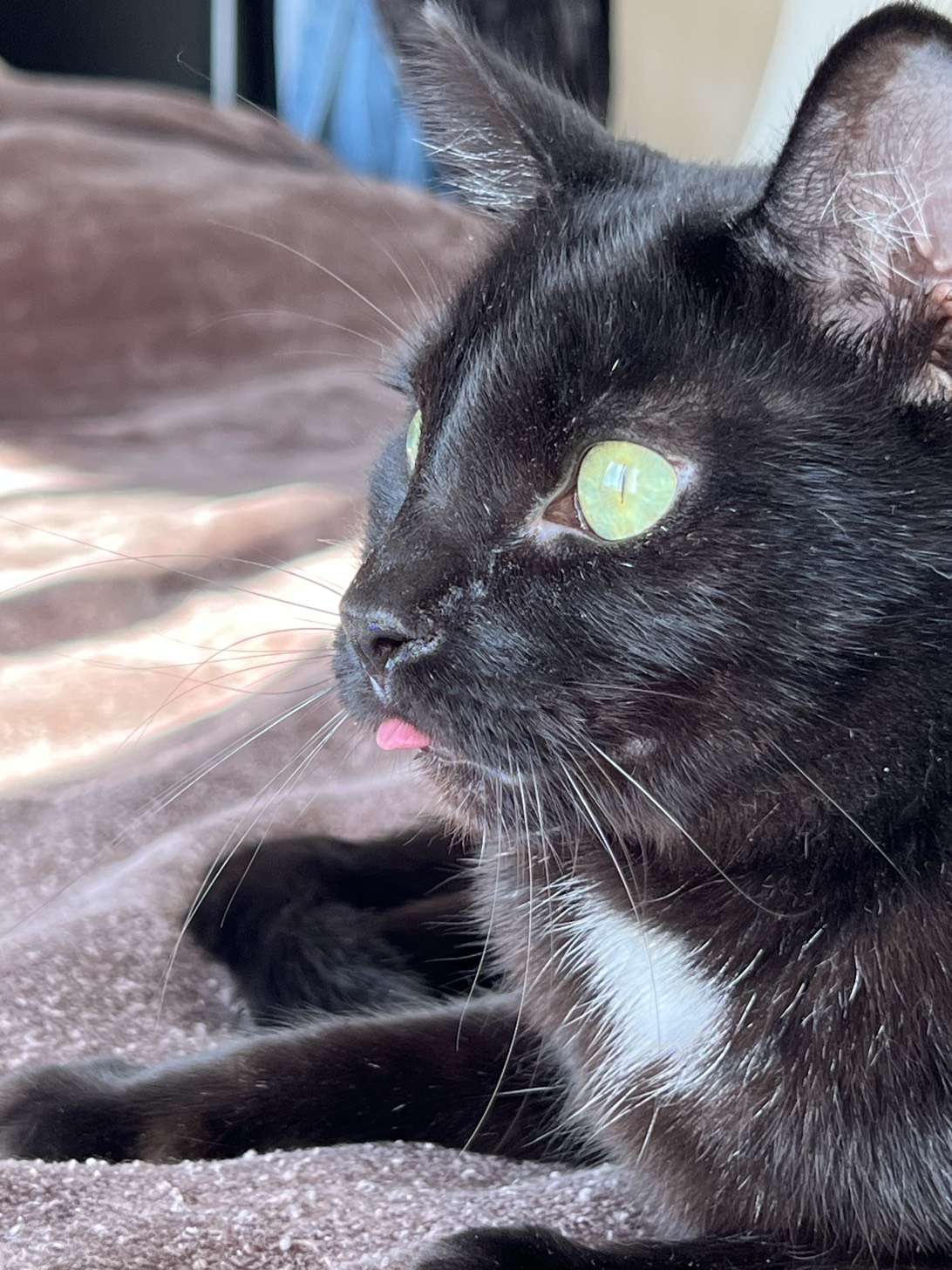 Kylo, a cat found on Chonk Finder