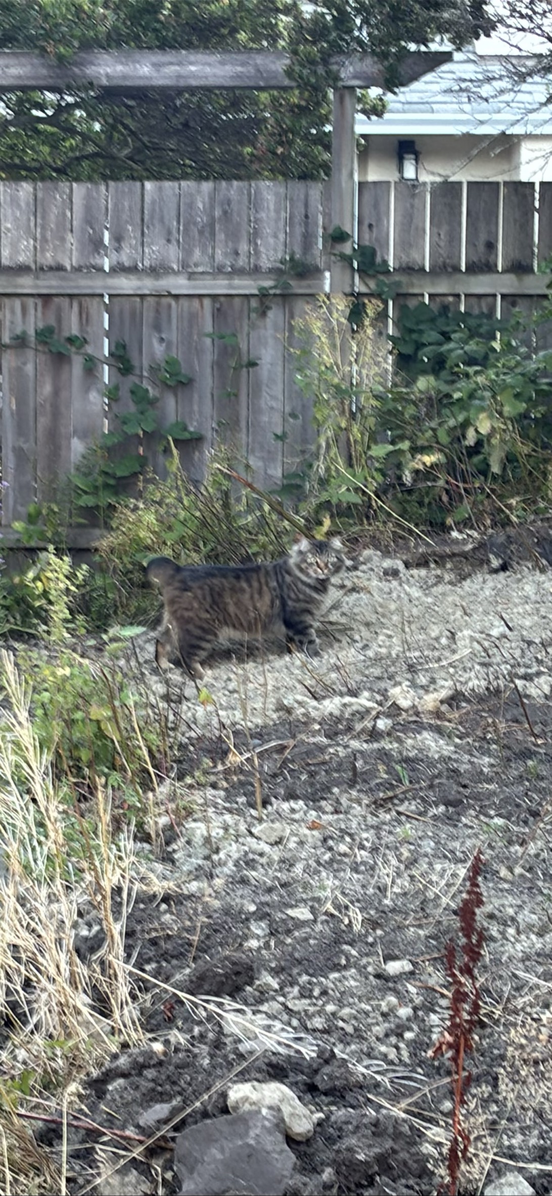 Barnaby, a cat found on Chonk Finder