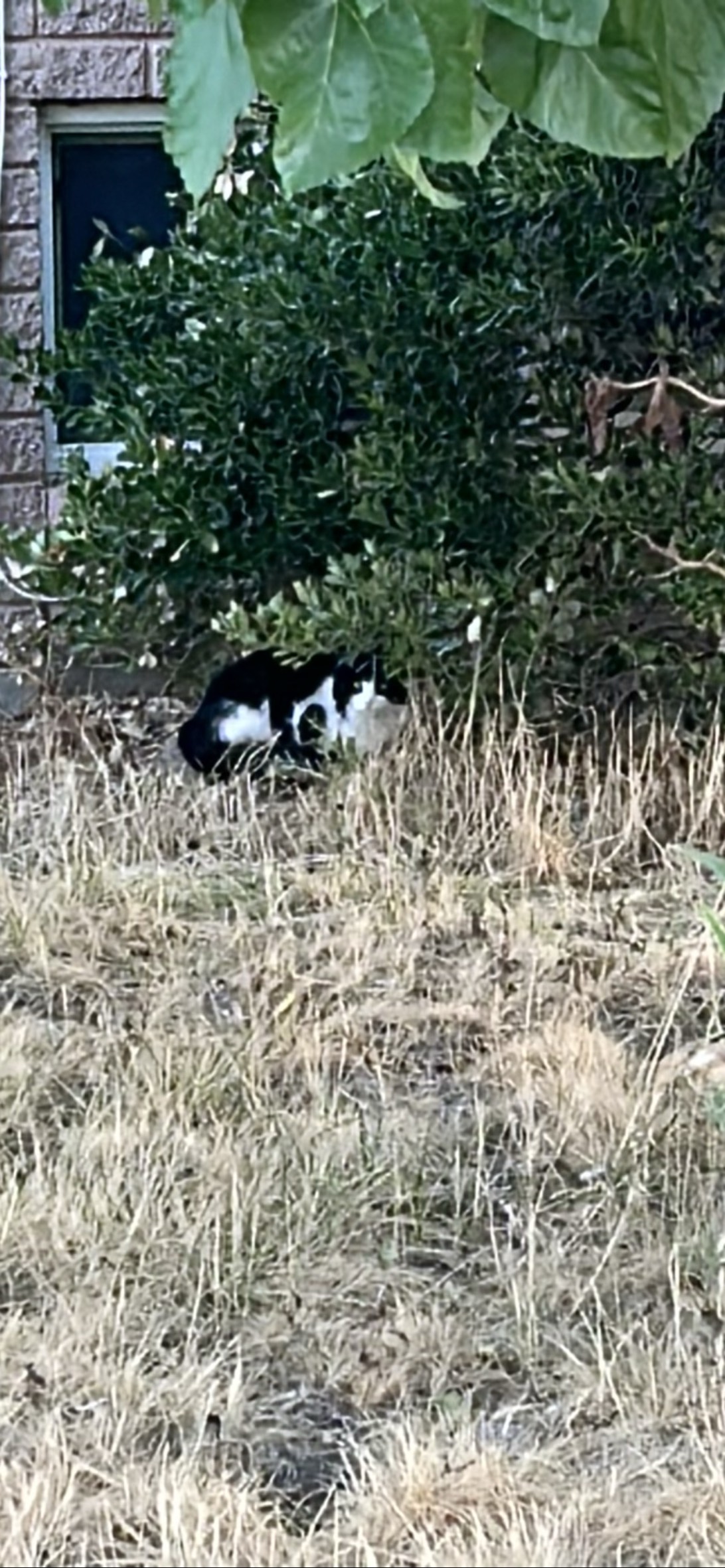 Barnaby, a cat found on Chonk Finder