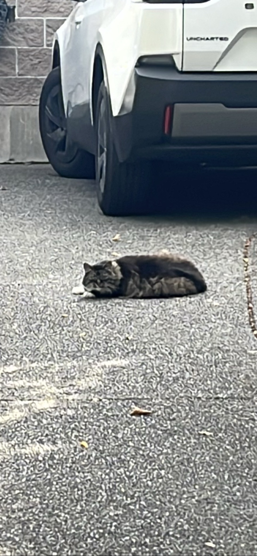 Squash, a cat found on Chonk Finder