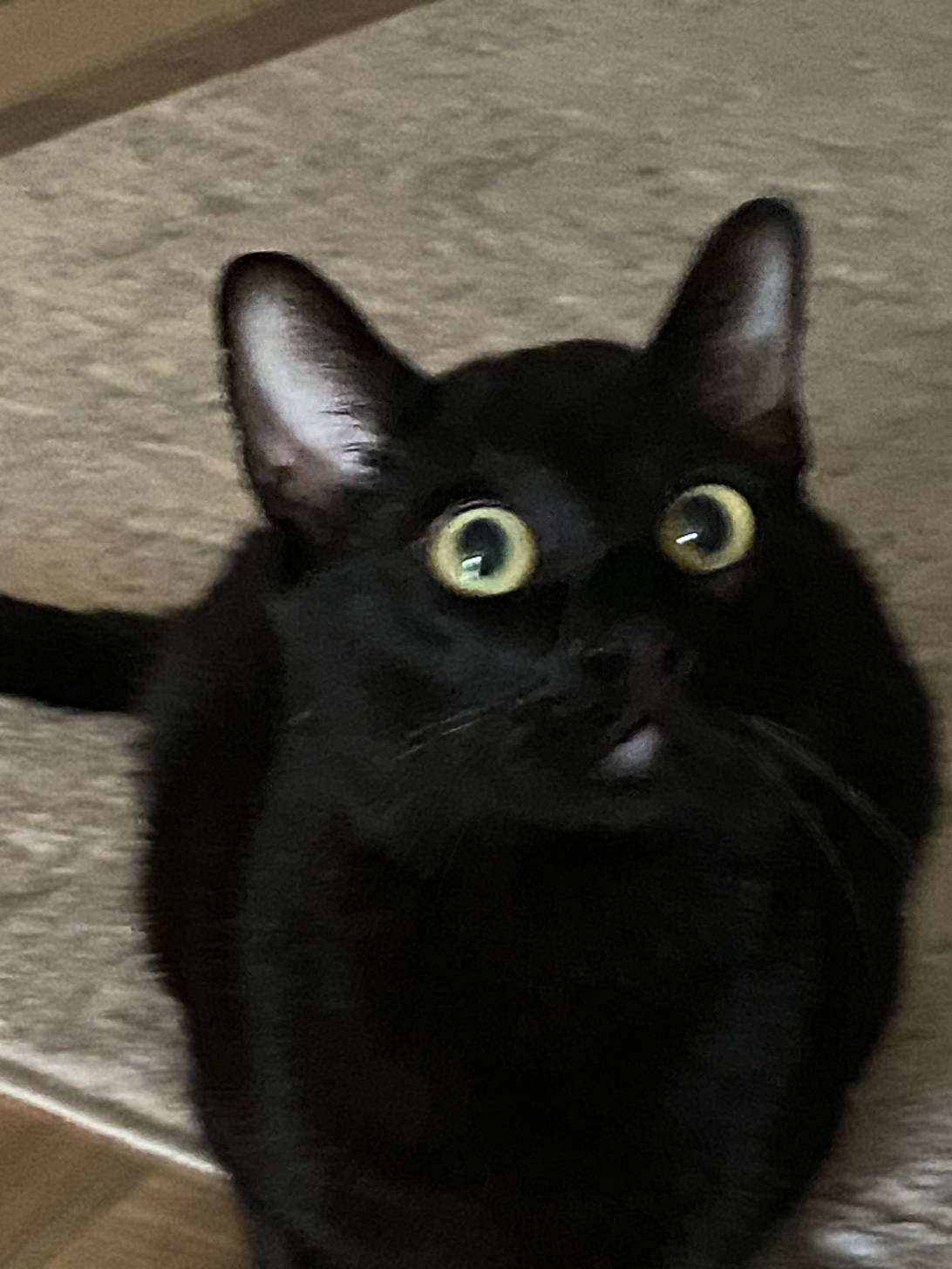 Pie, a cat found on Chonk Finder