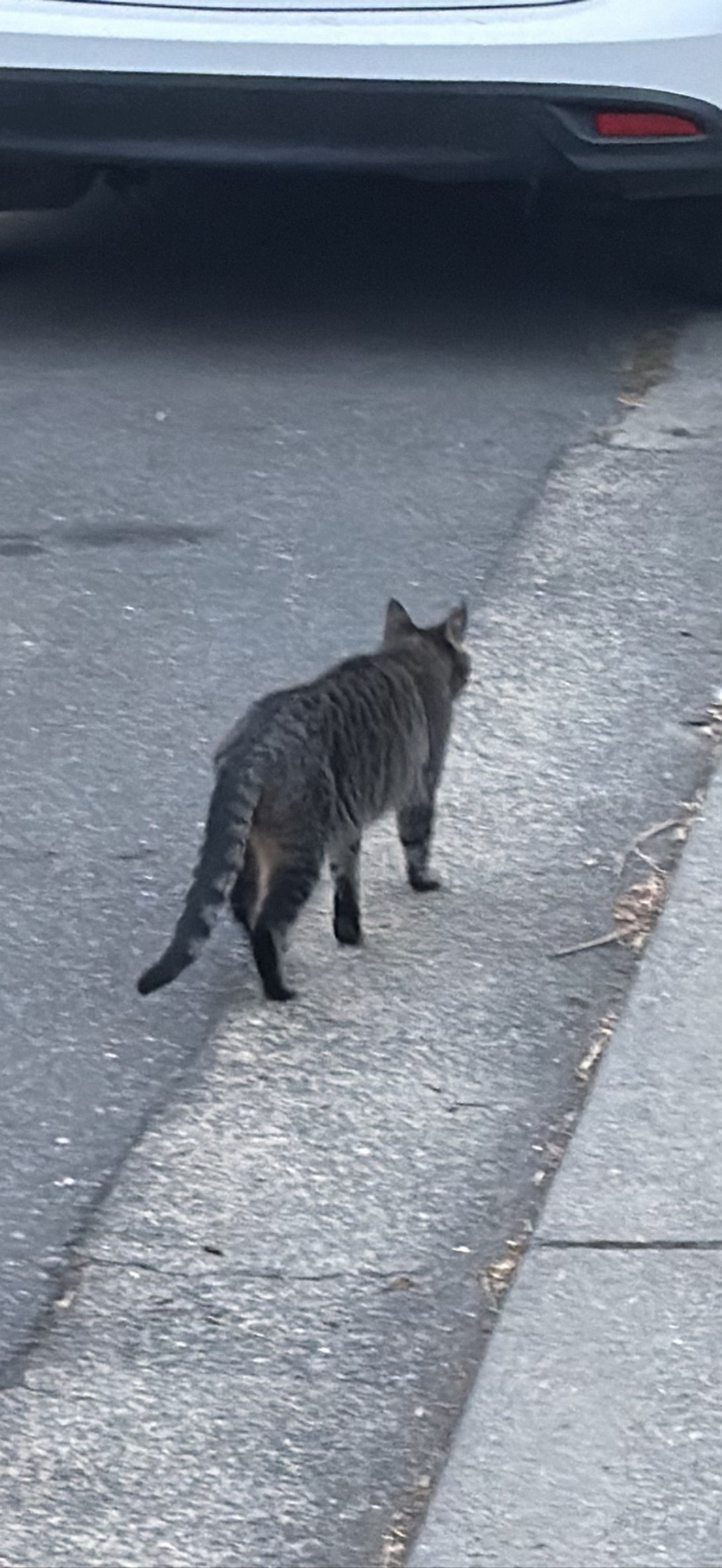 Tiger, a cat found on Chonk Finder