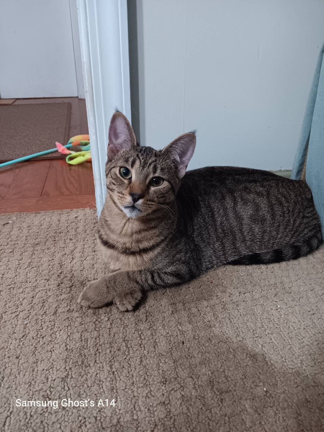 Major, a cat found on Chonk Finder