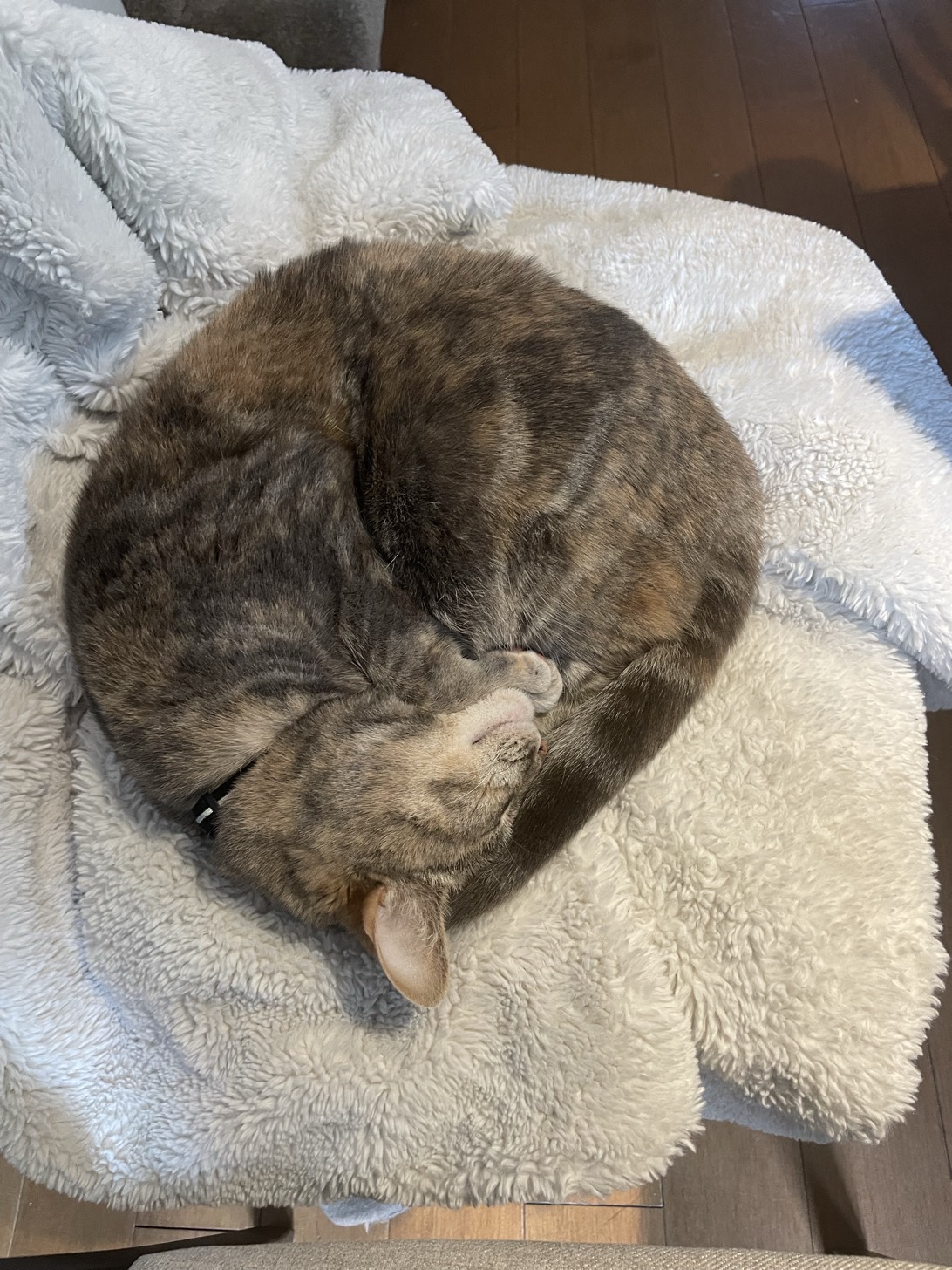 Luna, a cat found on Chonk Finder