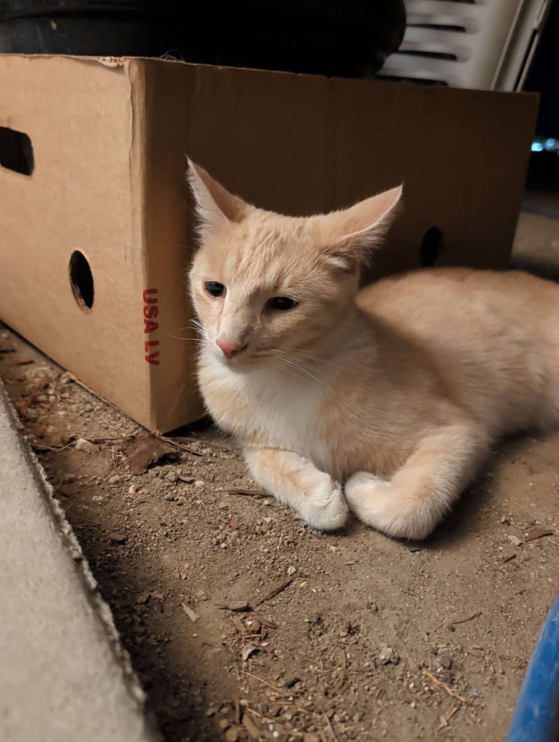 Biscuit, a cat found on Chonk Finder