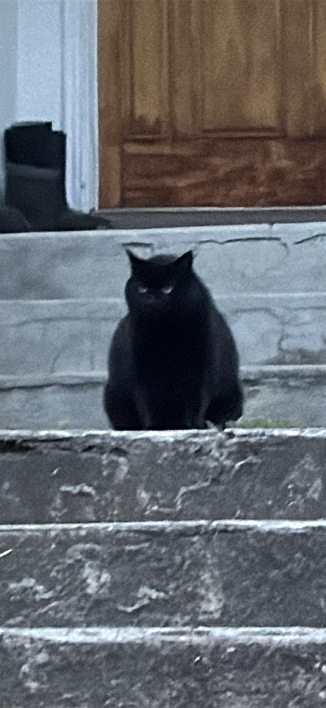 Brutus, a cat found on Chonk Finder