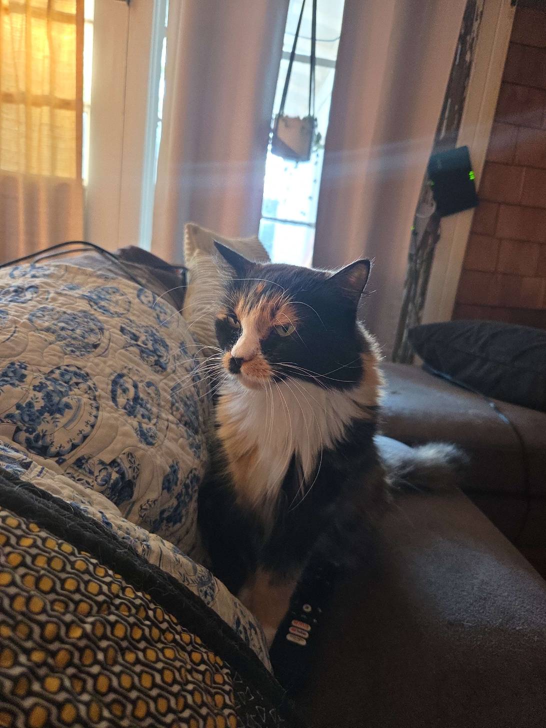 Cookie, a cat found on Chonk Finder