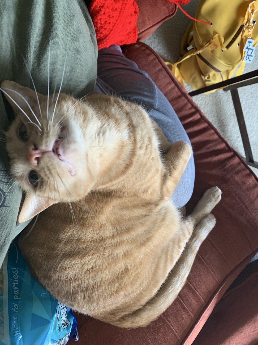Colby, a cat found on Chonk Finder
