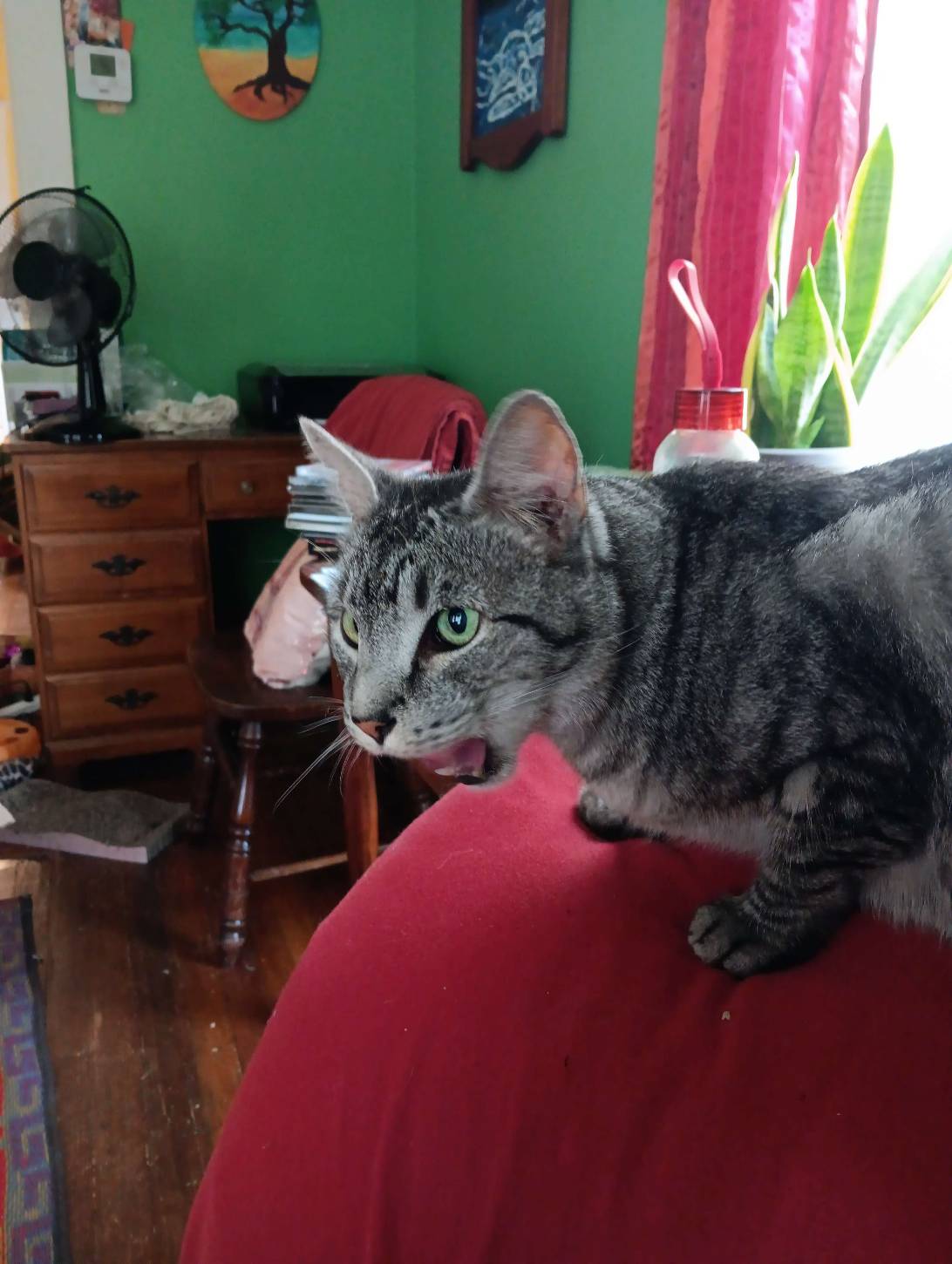 Danger, a cat found on Chonk Finder