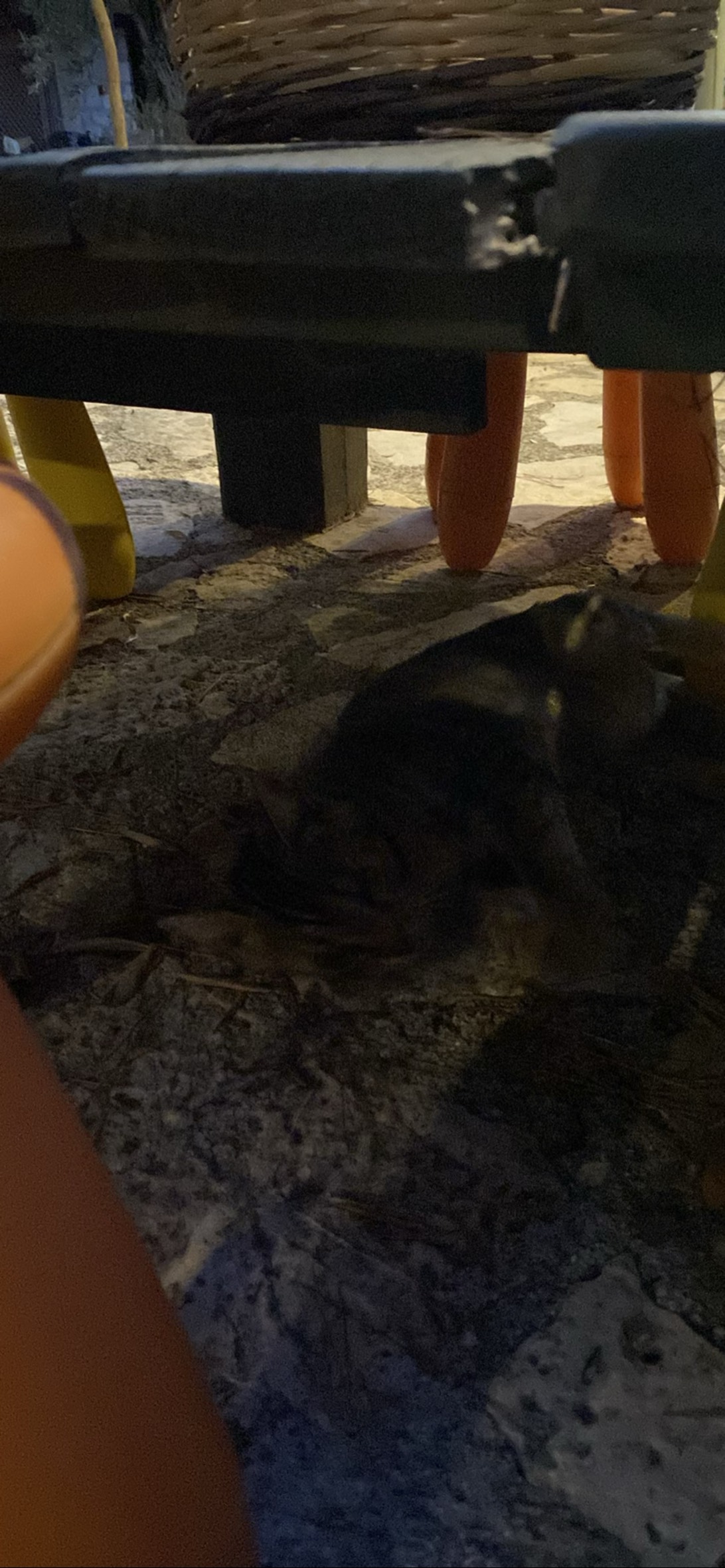 Tiny 2.0, a cat found on Chonk Finder
