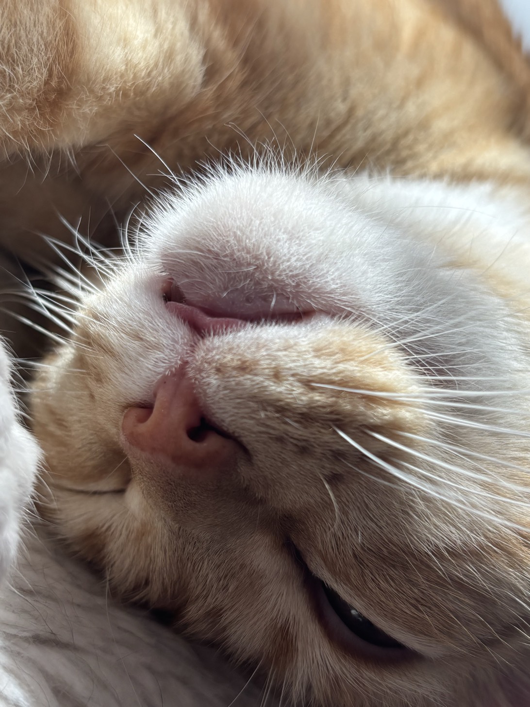 Casey, a cat found on Chonk Finder