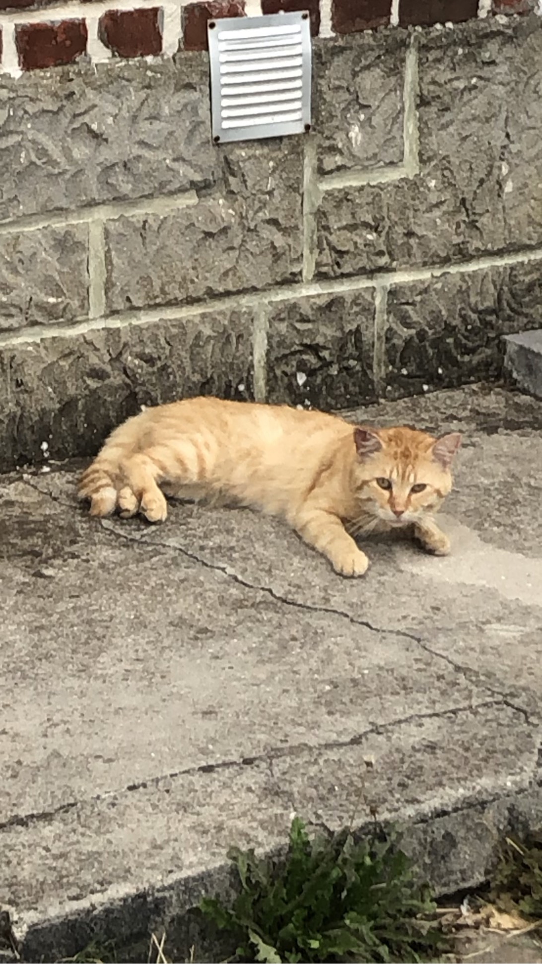 Kyle, a cat found on Chonk Finder