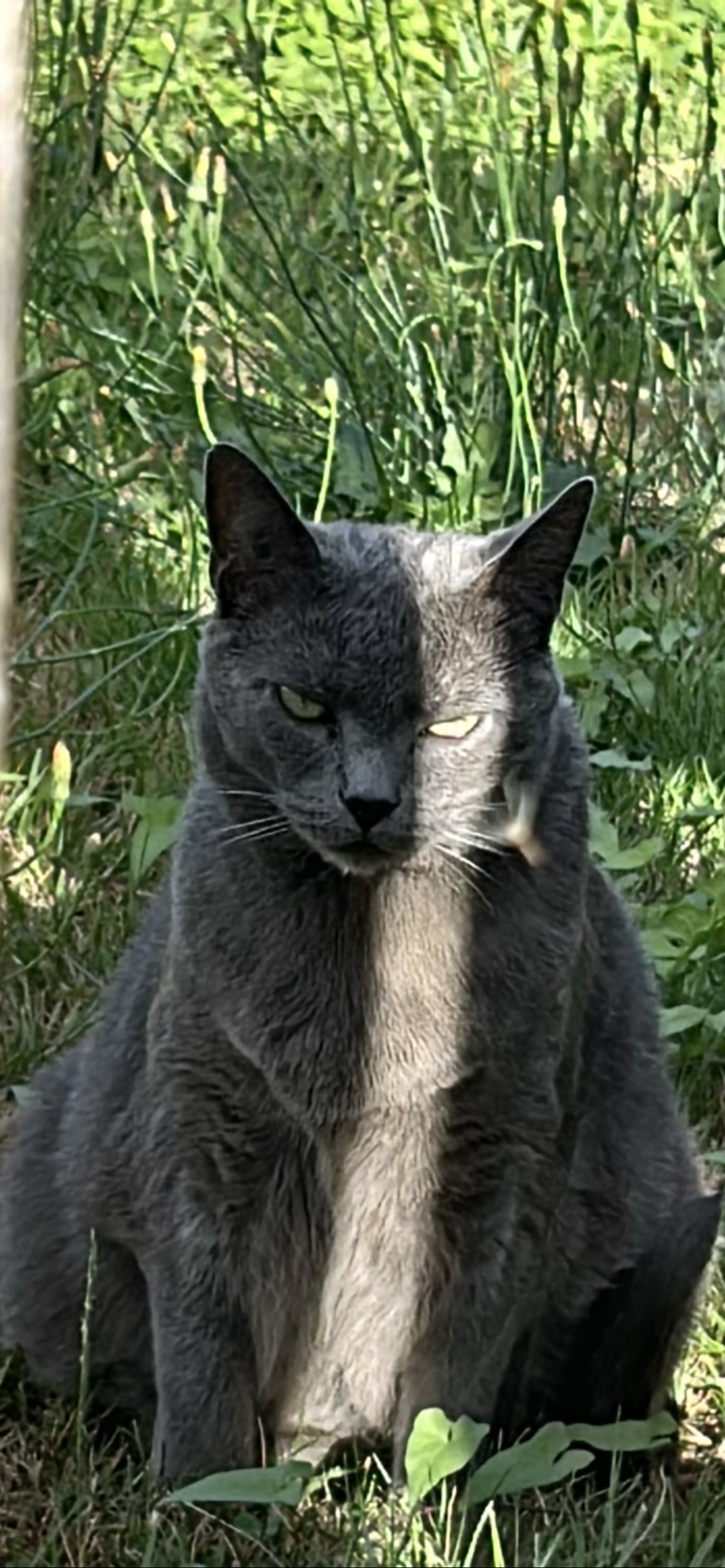 cul-de-sac kitty, a cat found on Chonk Finder